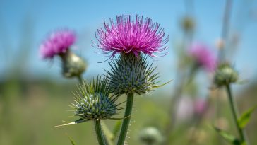 Cette mauvaise herbe ruine vos massifs : 7 astuces redoutables pour s’en débarrasser sans chimie