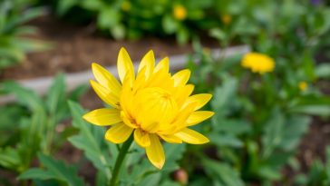 Fleur topinambour potager