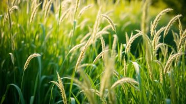 Pas de tondeuse ? 7 méthodes efficaces pour dompter les herbes hautes dans votre jardin