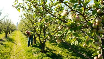 Taille d'avril des pommiers : le secret méconnu pour doubler votre récolte et obtenir des pommes plus sucrées
