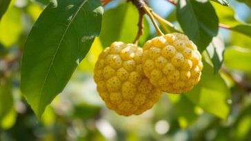 Ce fruit exotique, à la saveur unique, possède des bienfaits que vous ne soupçonniez pas !