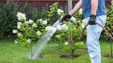 Vous arrosez sûrement à la mauvaise heure : voici le moment idéal pour des plantes éclatantes