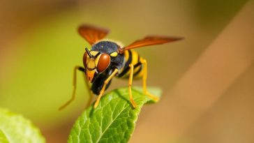 Dites adieu aux frelons asiatiques avec ces plantes répulsives faciles à cultiver dans votre jardin !