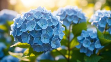Hortensias bleus fades ? Voici comment leur donner une couleur éclatante et durable !