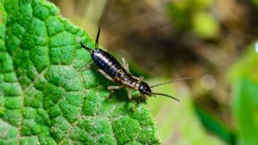Ne les écrasez plus ! Ces petits insectes détestés sauvent discrètement votre jardin des ravageurs