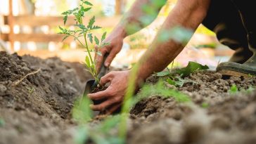 Le secret des récoltes XXL : les légumes d'été à planter dès mai pour un potager exceptionnel !