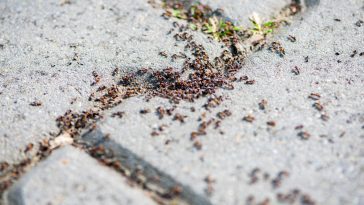Vous avez des fourmis au jardin ? Ce truc de grand-mère va vous surprendre par son efficacité