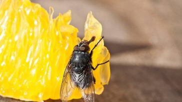 Cet ingrédient surprenant éloigne instantanément les mouches à fruits de votre cuisine