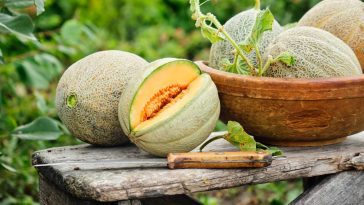 Des melons sucrés à souhait même en plein été ? Voici l’astuce qui change tout