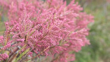 Tamarix gallica