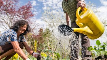 Vos récoltes souffrent ? Ce que 90 % des jardiniers font mal en arrosant