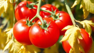 Tomates malades avec feuilles jaunes : arrêtez tout et appliquez ces conseils simples et efficaces