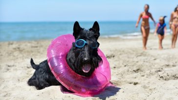 Canicule et chiens : 7 astuces simples pour sauver votre compagnon des dangers de l'été