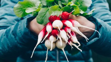Cette plante explosive va bouleverser votre potager : découvrez le radis à croissance éclair