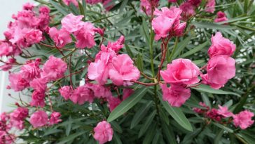 Laurier-rose en pot : la méthode simple pour transformer votre terrasse en oasis méditerranéenne