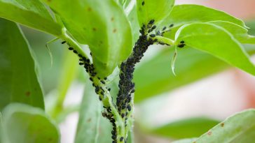 Envahies chaque année, vos plantes méritent mieux : ces gestes simples éloignent tous les pucerons