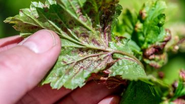 Pucerons au jardin : 10 astuces naturelles qui sont vraiment efficaces pour les éliminer
