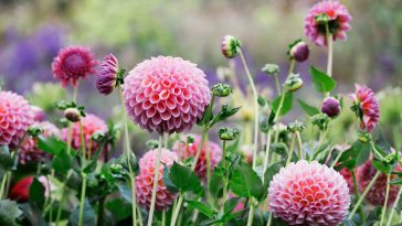 Vintage et increvable, ce bulbe oublié refait surface avec une floraison abondante et un style délicieusement rétro