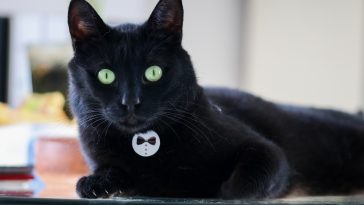 Votre chat serait méconnaissable sans sa queue : découvrez pourquoi elle est vitale pour lui