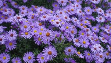 Ne ratez pas ces 5 plantes vivaces à planter en juillet pour un jardin magique cet été