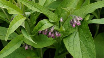 Elles semblent bonnes à jeter, mais ces feuilles font des merveilles pour vos légumes