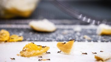 Ces 7 méthodes redoutables vont débarrasser votre cuisine des fourmis, et elles ne reviendront plus