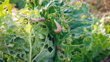 Ce remède naturel de saison élimine limaces et pucerons sans aucun produit chimique