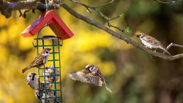 Transformez votre jardin en véritable paradis pour oiseaux avec cette méthode simple à faire en juillet