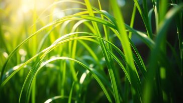 Oubliez les fleurs capricieuses : ces 6 graminées subliment vos zones d’ombre sans entretien compliqué
