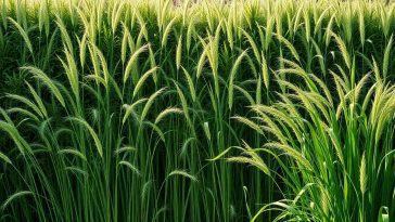 Ce brise-vue naturel pousse tout seul et transforme votre extérieur en écrin verdoyant sans entretien