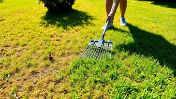 Pelouse grillée en juillet : ce geste méconnu sauve votre gazon sans multiplier l'arrosage