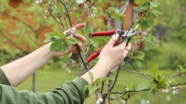 Tailler vos pêchers et pruniers en septembre : la méthode simple qui garantit une récolte abondante