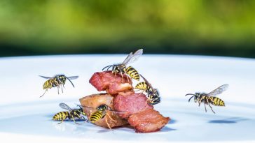 Marre des guêpes en terrasse ? Voici le geste simple qui les éloigne à tous les coups