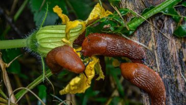 Protégez enfin votre potager : cette astuce redoutable élimine les limaces sans produits chimiques dangereux