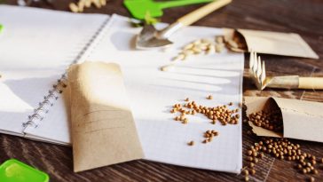 Vos légumes d’août valent de l’or : voici comment récolter et stocker vos graines sans effort