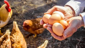 Comment prolonger la durée de vie de vos œufs plusieurs mois grâce à ces astuces simples
