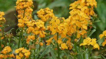 Semez ces 3 fleurs fin août et offrez à votre jardin une explosion de couleurs automnales