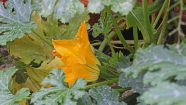 Ces fleurs comestibles transforment vos beignets en créations spectaculaires, et elles poussent sans effort chez vous