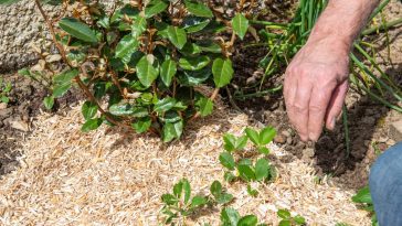 Pourquoi le paillage devient l’arme secrète pour sauver votre jardin dès les premiers jours de septembre