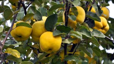 Ce fruitier ancien fait son grand retour : voici pourquoi il faut le planter dès maintenant