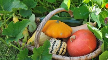Arrêtez immédiatement cette pratique, elle condamne vos courges avant maturité