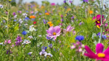 Arrêtez d’acheter des semences : découvrez l’astuce secrète des jardiniers pour récolter sans limite