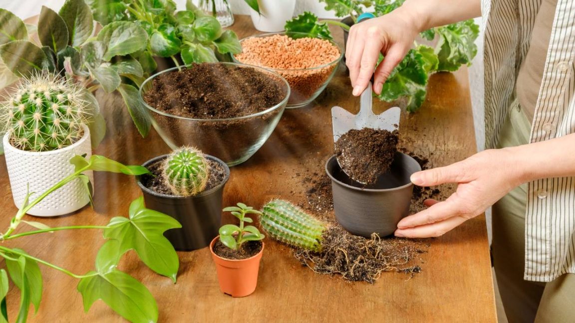 Fini les doigts piqués : rempotez votre cactus facilement grâce à ces conseils de pro