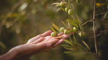 Incroyable mais vrai : transformez un noyau d’olive en olivier majestueux avec cette technique secrète