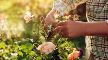 Fin d’été, moment décisif : découvrez la technique ultime pour avoir des rosiers magnifiques toute l’année !