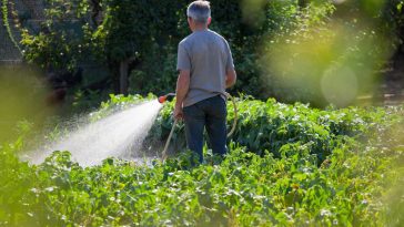 Potager en septembre : évitez cette erreur d’arrosage qui ruine vos légumes et réduit vos récoltes