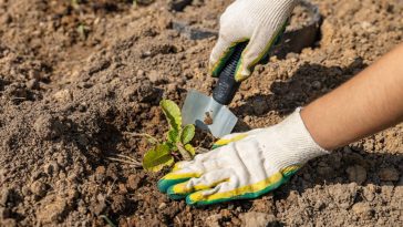 Que planter après les salades pour préserver la fertilité de votre potager ?