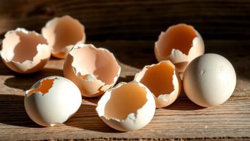 Ne jetez plus vos coquilles d’œufs : voici pourquoi les faire bouillir va tout changer chez vous