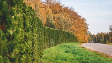 Vos thuyas brunissent déjà ? Découvrez ces erreurs dramatiques qui détruisent vos haies en automne