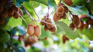 Planter un kiwi en octobre : découvrez la méthode  qui fonctionne dans toutes les régions françaises